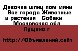 Девочка шпиц пом мини - Все города Животные и растения » Собаки   . Московская обл.,Пущино г.